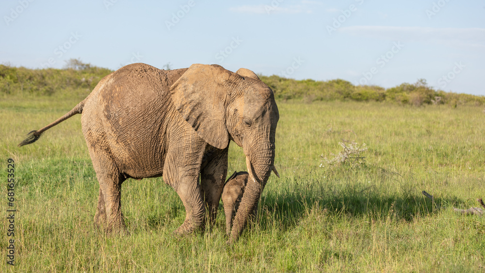 Elephant ( Loxodonta Africana) with a calf grazing, Mara Naboisho Conservancy, Kenya.