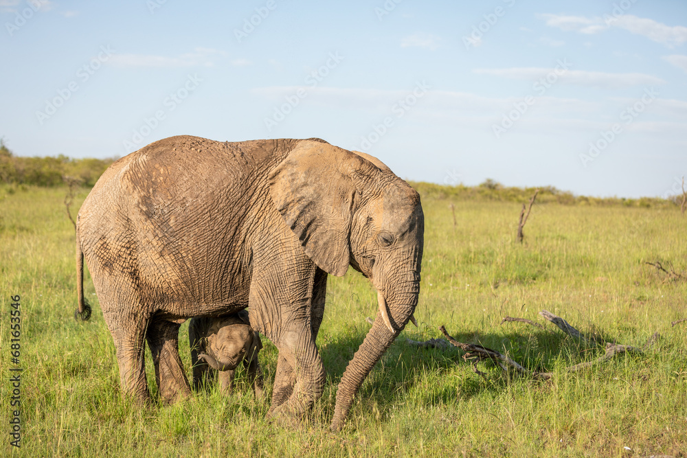 Elephant calf ( Loxodonta Africana) seeking safety at her mother, Mara Naboisho Conservancy, Kenya.