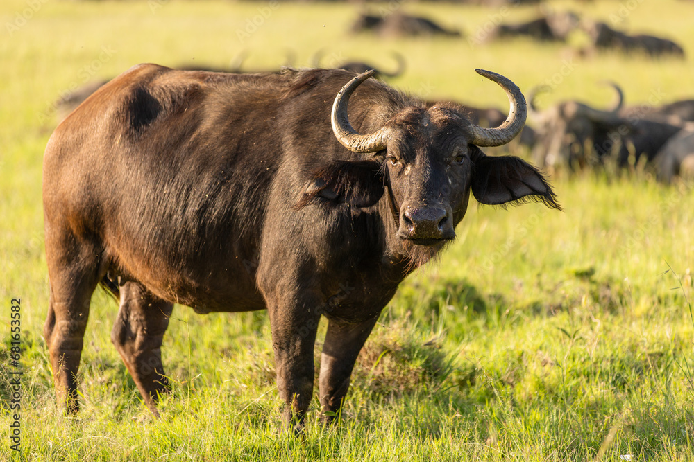 Portrait of a female cape buffalo ( Syncerus caffer), Mara Naboisho Conservancy, Kenya. Portrait of a female cape buffalo ( Syncerus caffer), Mara Naboisho Conservancy, Kenya.