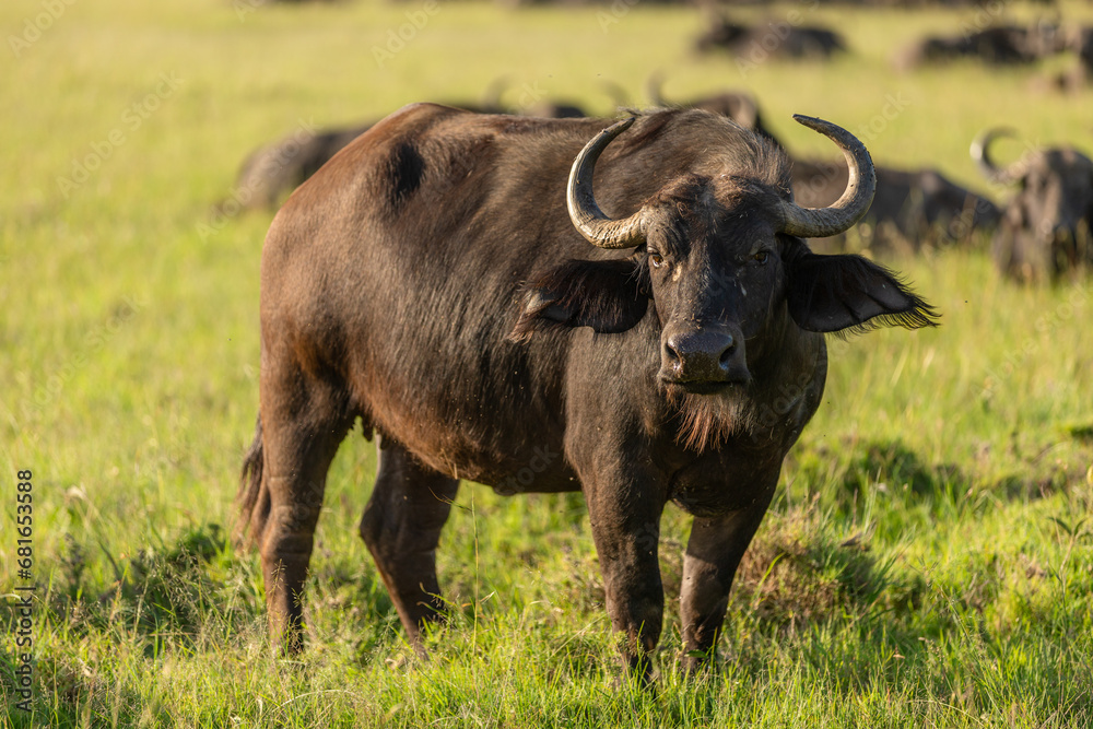 Portrait of a female cape buffalo ( Syncerus caffer), Mara Naboisho Conservancy, Kenya.