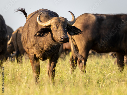Female cape buffalo   Syncerus caffer  in a herd  Mara Naboisho Conservancy  Kenya.