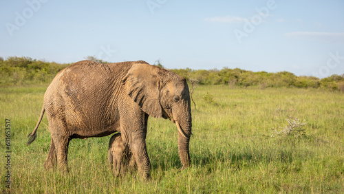 Elephant calf ( Loxodonta Africana) seeking safety at her mother, Mara Naboisho Conservancy, Kenya.