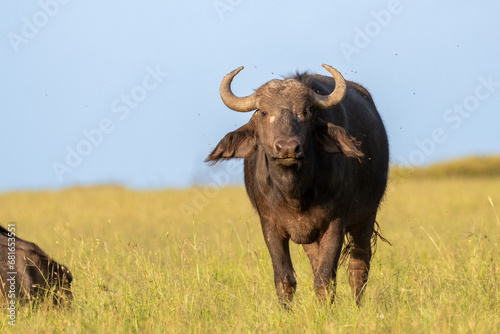 Portrait of a female cape buffalo ( Syncerus caffer), Mara Naboisho Conservancy, Kenya.