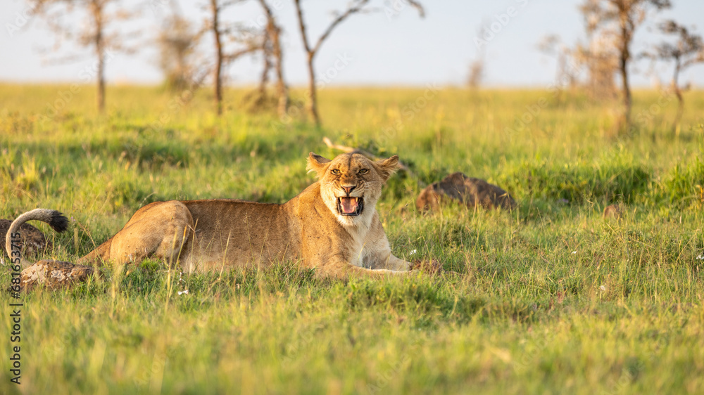 Fototapeta premium Lioness ( Panthera Leo Leo) eating a mongoose, Mara Naboisho Conservancy, Kenya.