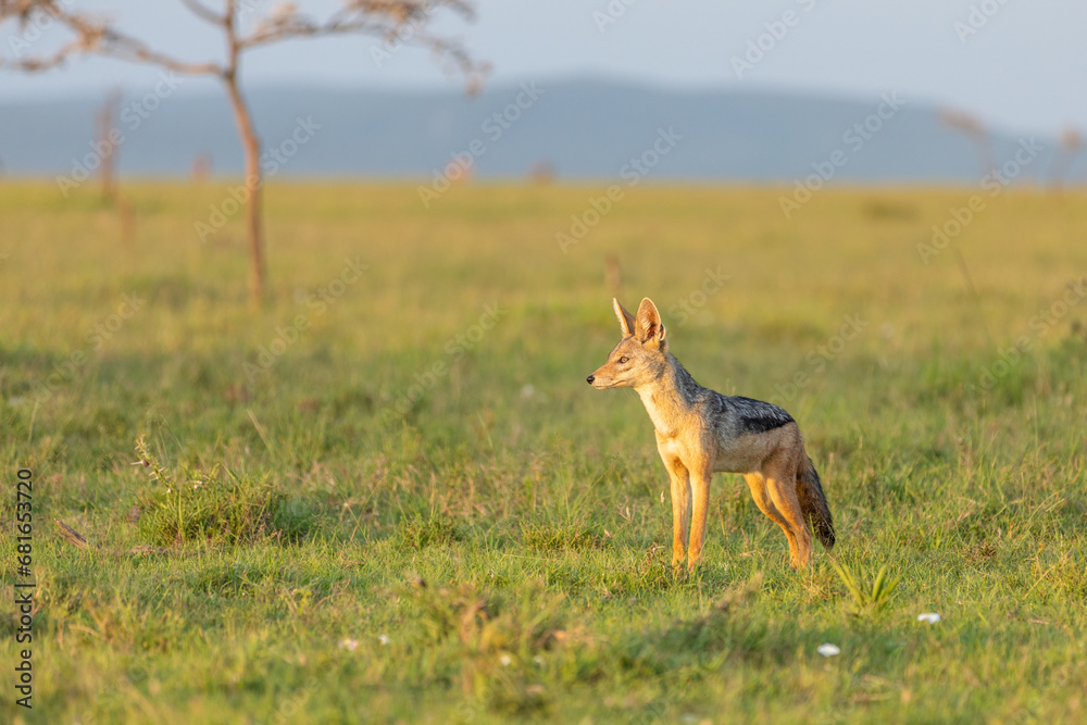 Black-backed jackal (Canis mesomelas) enjoying the african sunset, Mara Naboisho Conservancy, Kenya. Black-backed jackal (Canis mesomelas) enjoying the african sunset, Mara Naboisho Conservancy, Kenya.