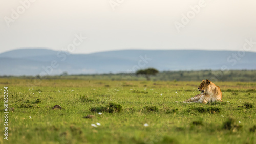 Lioness ( Panthera Leo Leo) enjoying the beautiful african sunset, Mara Naboisho Conservancy, Kenya.
 photo