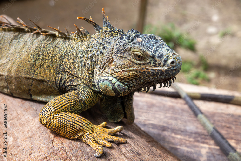 Iguanas in Mexico