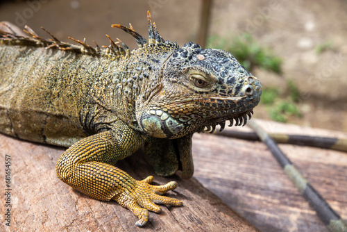 Iguanas in Mexico