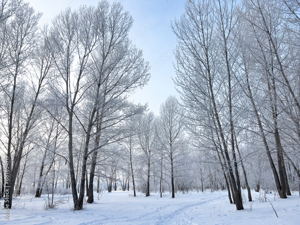 Panoramic view of the winter forest covered with frost. Panoramic view of the winter forest covered with frost.