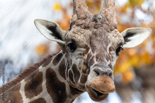 Close up of a giraffe with golden leaves in the background.