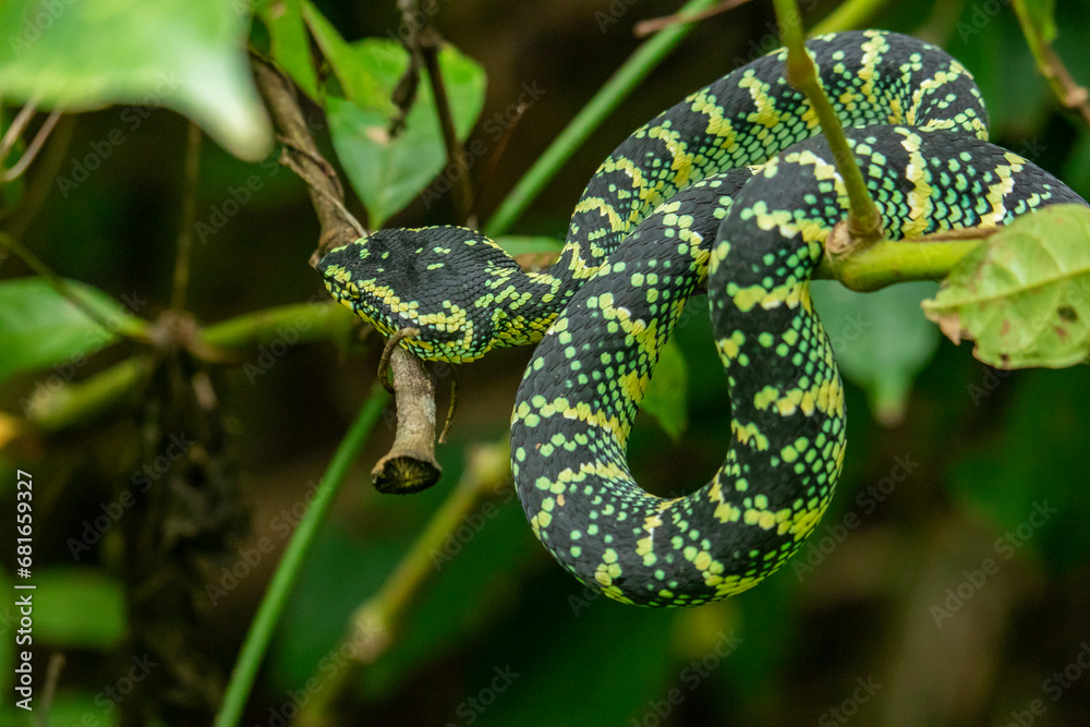 Fototapeta premium Wagleri's Viper (Tropidolaemus wagleri) in the forest 