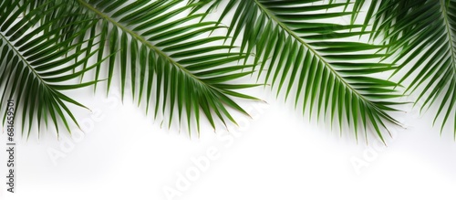 Green nature palm leaf copy space white background. AI generated image