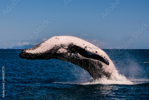 A Humpback Whale breaching in the Whitsundays Queensland Australia