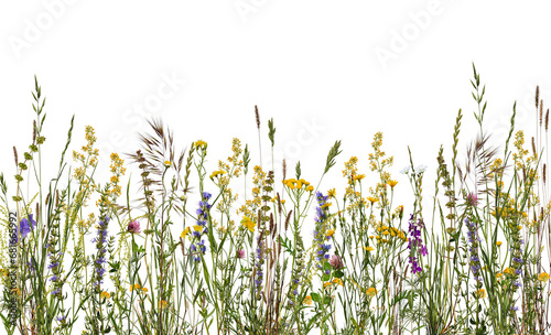 Summer composition. Wildflowers and herbs isolated on white background. Floral horizontal composition, border.