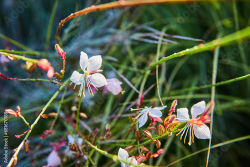 White flowers among twisting blades of grass in plant nature background asset of hope photo