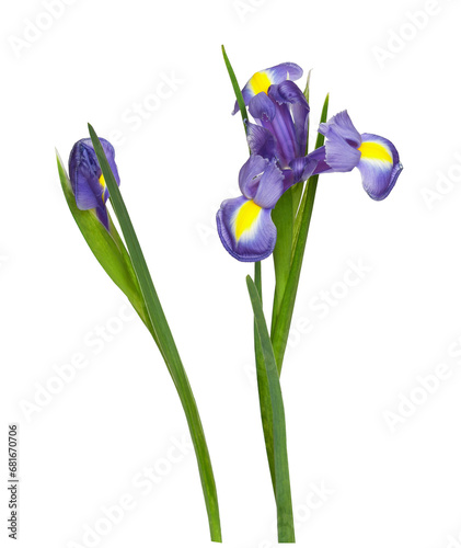 Set of purple iris flower a...