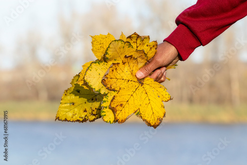 Girl holding dry autumn leaves in her hand.End of warm autumn and onset of cold winter.Autumn end concept.