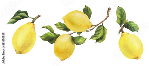 Lemons are yellow, juicy, ripe with green leaves on the branches, whole. Watercolor, hand drawn botanical illustration. Set of isolated objects on a white background