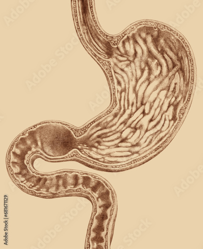 Vintage scientific illustration. Coronal slice, inside of stomach and bowels.