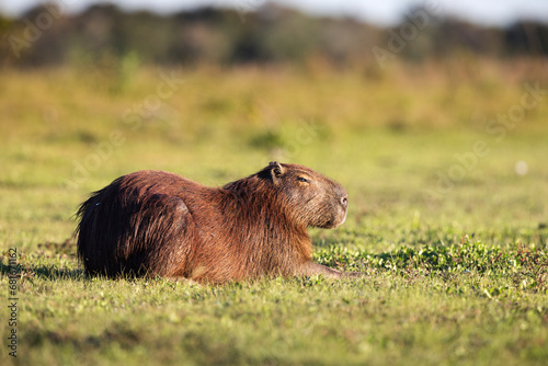 capybara in tropical Pantanal