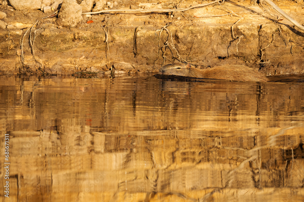 Naklejka premium capybara in tropical Pantanal