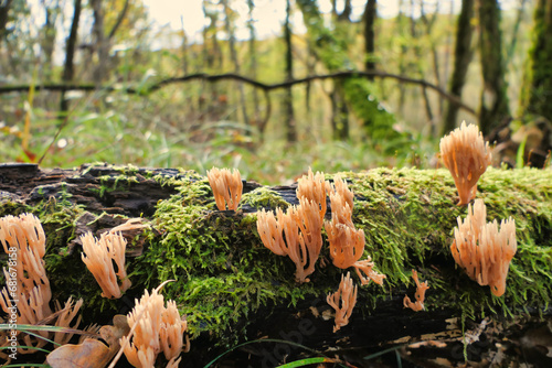 Ramaria stricta aka Strict Branch Coral growing through the moss on a fallen oak branch
 photo
