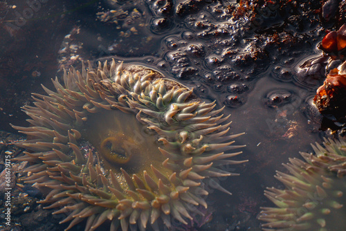 sea anemone in tide pool on coast close up photo