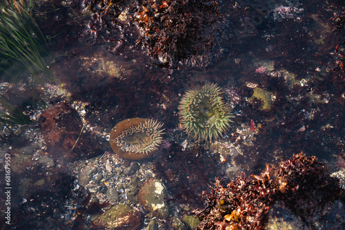 Pretty tide pool with sea anemones photo