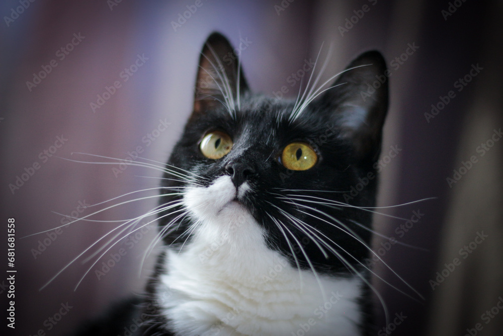Portrait of a black cat