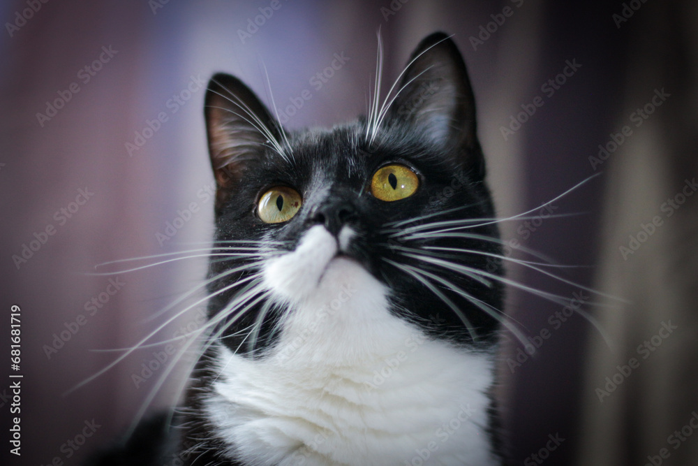 Portrait of a black cat Portrait of a black cat