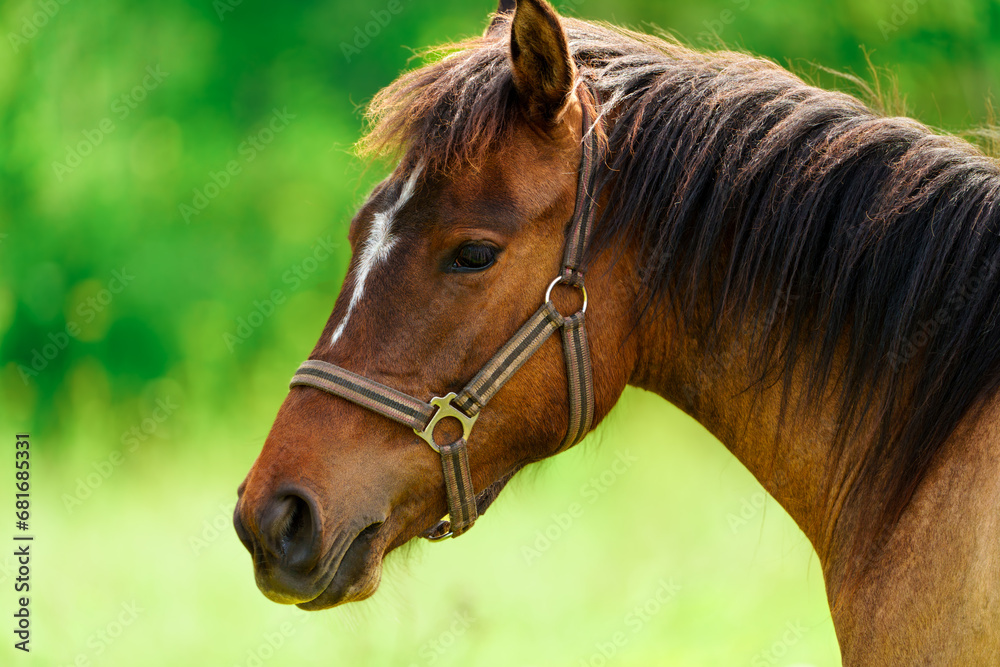 Obraz premium Close-up of a majestic Thoroughbred horse in golden summer sunlight. The horse's mane and coat shine in the warm light, creating a stunning and powerful image of grace and strength.