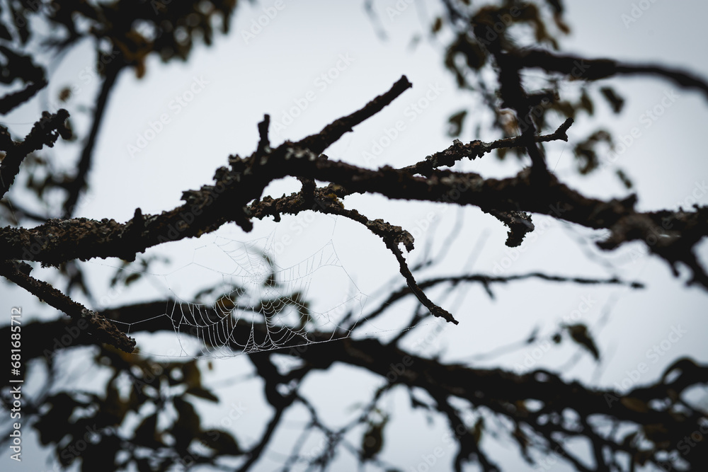 Spinnennetz im Baum 