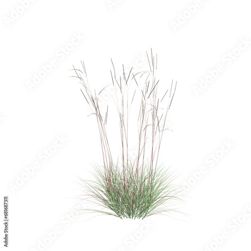 3d illustration of Schizachyrium Scoparium bush isolated on transparent background