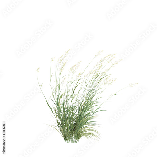 3d illustration of Phalaris Arundinacea bush isolated on transparent background photo