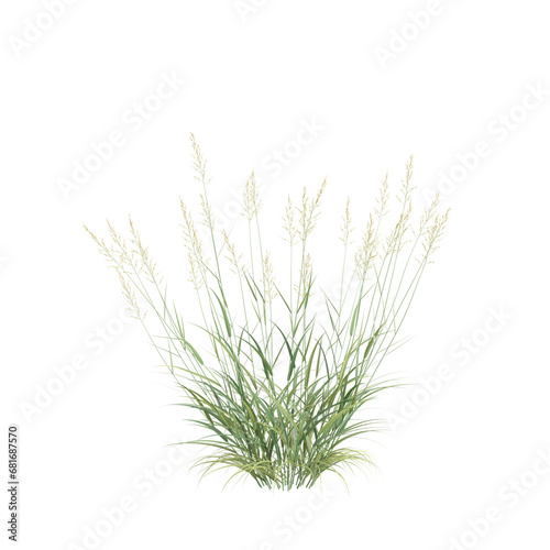 3d illustration of Phalaris Arundinacea bush isolated on transparent background