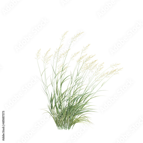 3d illustration of Phalaris Arundinacea bush isolated on transparent background photo