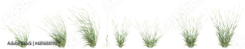 3d illustration of set Phalaris Arundinacea bush isolated on transparent background photo