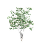 3d illustration of Cornus kousa tree isolated on transparent background