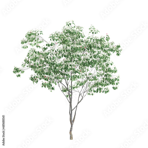 3d illustration of Cornus kousa tree isolated on transparent background photo