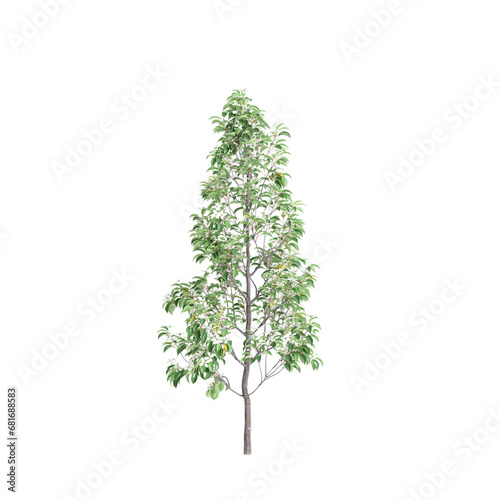 3d illustration of Cornus hongkongensis tree isolated on transparent background