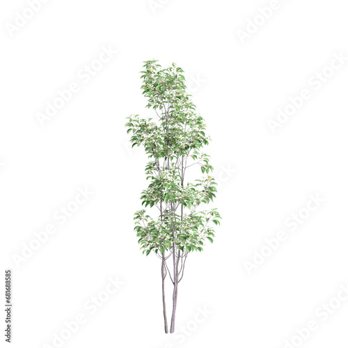 3d illustration of Cornus hongkongensis tree isolated on transparent background photo