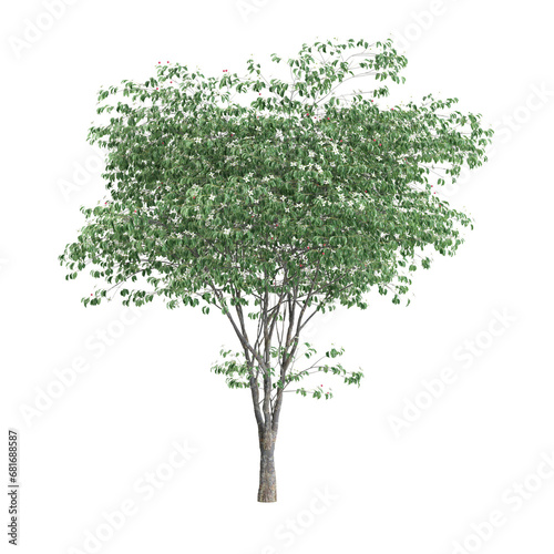 3d illustration of Cornus kousa tree isolated on transparent background photo
