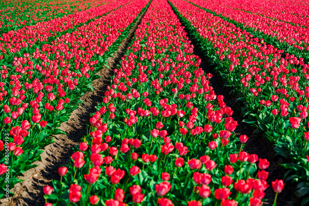 A captivating landscape featuring a mesmerizing view of lush red Dutch tulip fields, providing a splendid springtime vision with stunning natural beauty and captivating colors.