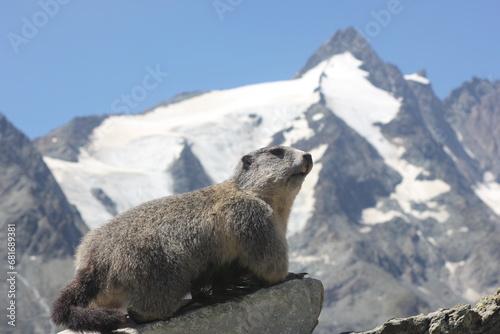 grossglockner and marmot (statue)