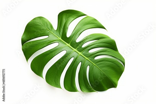 Large leaves monstera plant isolated on white background