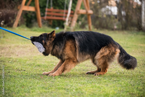 German shepherd dog pulling rope from owners hand photo