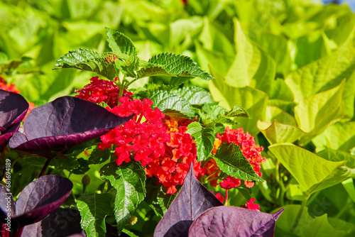 Bright red flowers amid bright green and purple leaves of plants in background asset of nature photo