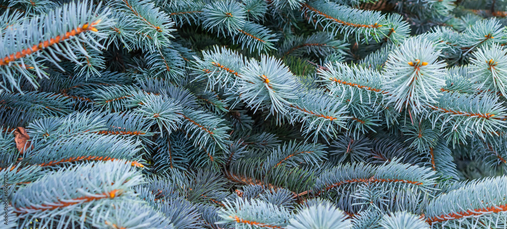 blue spruce branches with visible details. background