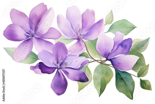 Watercolor image of purple flowers and green leaves on white background  top view