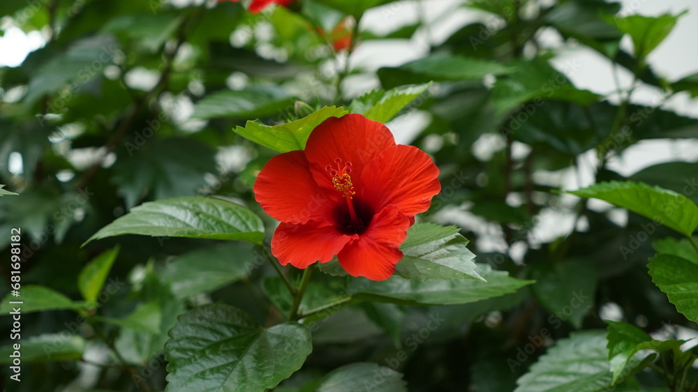Red Hawaiian Rose of Sharon Flower in the botanical garden